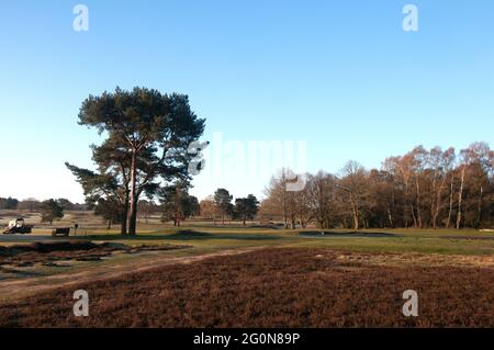 Vista sulla zona di erica al 1st Green on New Course su un geloso Walton Heath Golf Club mattina, Walton-on-the-Hill, Surrey, Inghilterra. Foto Stock