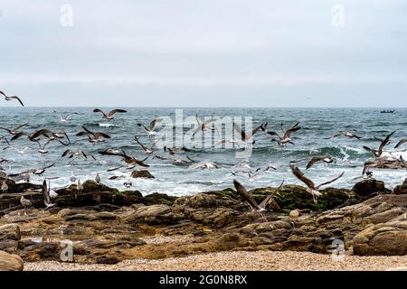 Gabbiani sorvolano la sabbia della spiaggia con il mare, le onde e le pietre in background Foto Stock