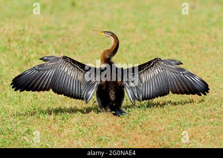 Australasian Darter (Anhinga novaehollandiae novaehollandiae) Adulto che si sdraia con le ali distese a sud-est del Queensland, Australia Gennaio Foto Stock