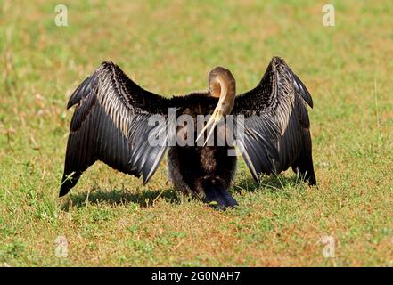 Australasian Darter (Anhinga novaehollandiae novaehollandiae) che predica indietro mentre si sdraia sull'erba del Queensland sud-orientale, Australia Gennaio Foto Stock