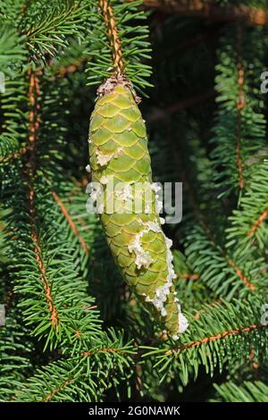 Coni verdi di abete rosso sull'albero Foto Stock