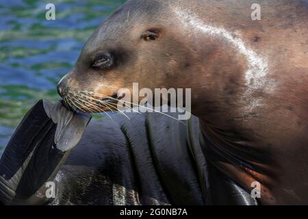 Steller leone di mare / leone di mare del nord / leone di mare di Steller (Eumetopias jubatus) femmina sulla testa di graffio della roccia con pinna Foto Stock