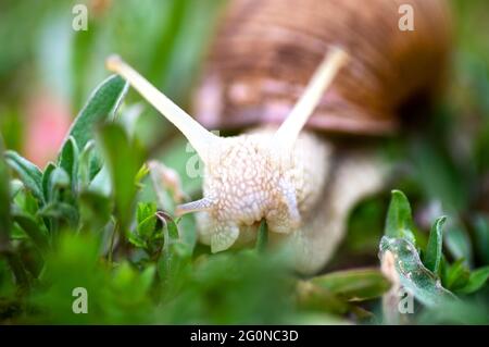 Giardino, lumaca d'uva mangia erba (Cepaea hortensis, Helix pomatia, lumaca di borgogna, lumaca commestibile), lumache. Habitat. Immagine ravvicinata. Macro Foto Stock