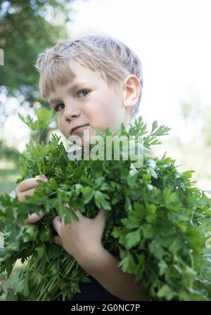 ritratto di un ragazzo che tiene in mano un grande bouquet fresco di prezzemolo raccolto in giardino. Vitaminici salutari verdi organici, farmi organici Foto Stock