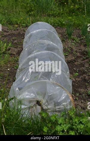 serra del tunnel dell'orto in plastica in un patch vegetale domestico Foto Stock