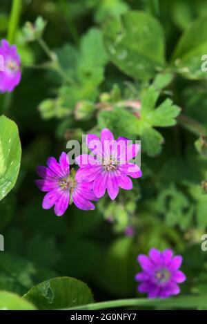 piccoli fiori rosa geranio selvatico, primo piano Foto Stock