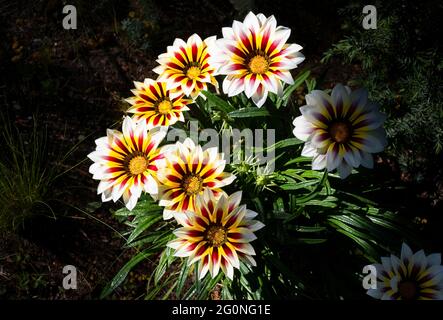 Un gruppo di fiori bianchi a strisce marroni, gialle e rosse. Gazania o fiore del tesoro in piena fioritura, Gazania rigens (aka: Gazania splendens) Foto Stock