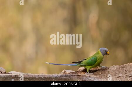 Il parakeet grigio-testa (Psittacula finschii) uccello nella foresta di Sattal, Uttarakhand. Foto Stock