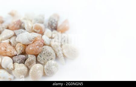 Mix di conchiglie su sfondo bianco con spazio copia. Foto Stock