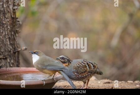 Pernice (Arborophila rufobularis) con gola rufosa vicino al corpo idrico nella foresta. Foto Stock