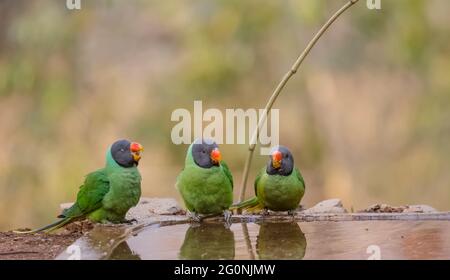 Parakeet (Psittacula himalayana) a testa di legno seduto vicino al corpo d'acqua nella foresta. Foto Stock