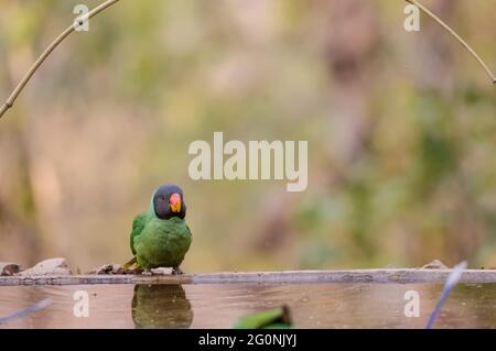 Parakeet (Psittacula himalayana) a testa di legno seduto vicino al corpo d'acqua nella foresta. Foto Stock