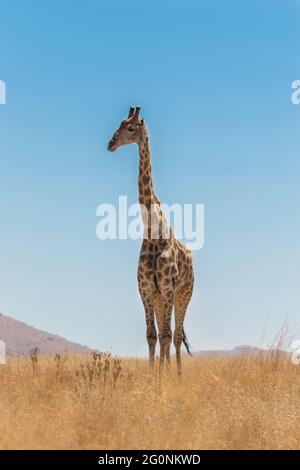 Un'ampia giraffa in piedi in alto nella prateria asciutta con un cielo blu nel Parco Nazionale di Pilanesberg. Foto Stock