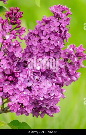 Comune syringa Violet Fiori fragrante Spike Syringa Lilac Primavera Syringa vulgaris Foto Stock