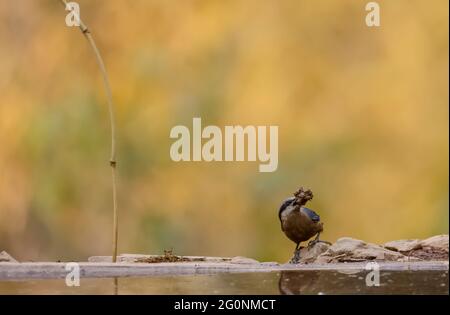 Nuthatch (Sitta cinnamoventris) con cibo su becco vicino al corpo d'acqua nella foresta. Foto Stock