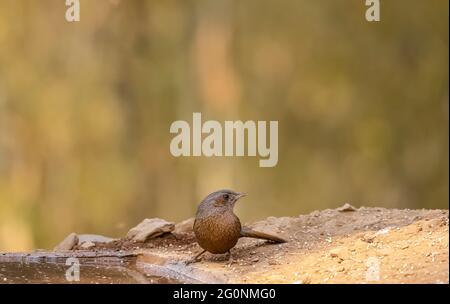 Stremed Raughingthrush (Trocalopteron lineatum) appollaiato sul terreno vicino al corpo d'acqua nella foresta. Foto Stock