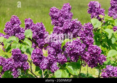 Syringa vulgaris Robert Hagie Primavera fioritura Blu arbusto Lilac Bushy pianta decidua Foto Stock