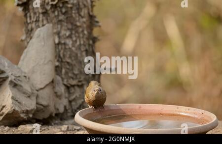 Stremed Raughingthrush (Trocalopteron lineatum) appollaiato sul terreno vicino al corpo d'acqua nella foresta. Foto Stock