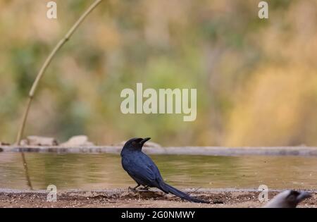 Drongo nero (Dicrurus macrocercus) uccello arroccato vicino al corpo d'acqua nella foresta. Foto Stock