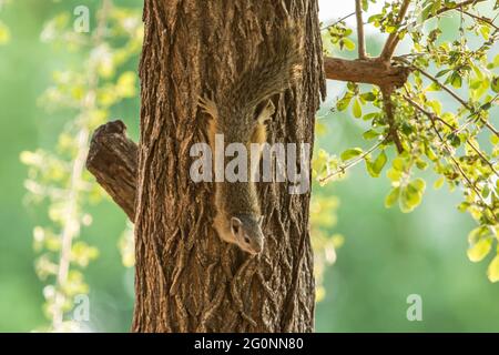 Uno scoiattolo di albero africano appeso capovolto su un tronco di albero. Foto Stock