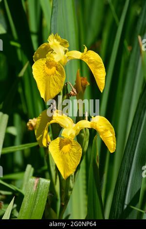 Bandiera gialla, Iris giallo, bandiera acqua, Sumpf-Schwertlilie, Gelbe Schwertlilie oder Wasser-Schwertlilie, Iris des marais, Iris pseudacorus, Ungheria Foto Stock