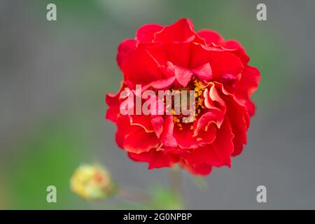 Geum 'tramonto mozzafiato' in fiore estate UK Foto Stock