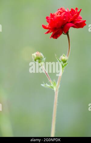 Geum 'tramonto mozzafiato' in fiore estate UK Foto Stock