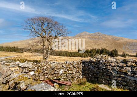 Guardando verso la cima di Arenig Fawr da Amnodd Bwll, una delle tante montagne che si trovano nel Parco Nazionale di Snowdonia, Galles Foto Stock