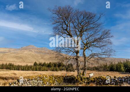 Guardando verso la cima di Arenig Fawr da Amnodd Bwll, una delle tante montagne che si trovano nel Parco Nazionale di Snowdonia, Galles Foto Stock