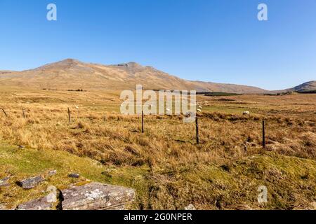 Guardando verso la cima di Arenig Fawr, una delle tante montagne che si trovano nel Parco Nazionale di Snowdonia, Galles Foto Stock