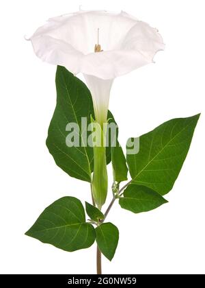 Fiore bianco di Downy Thorn Apple, Datura innoxia Foto Stock
