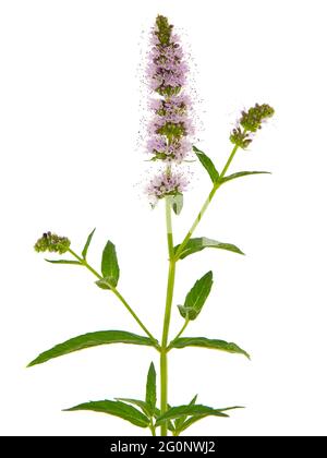 Fiori rosa di menta di Cavallo isolato su bianco, Mentha longifolia Foto Stock