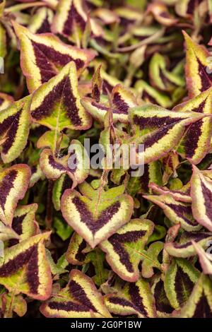 Persicaria microcephala 'Red Dragon', nodweed 'Red Dragon', modelli e strutture in natura Foto Stock