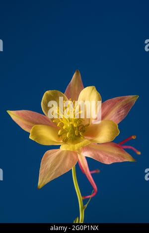 Bellissima Aquilegia glandulosa su sfondo blu luminoso. Carta da parati floreale con aquilegia. Foto Stock