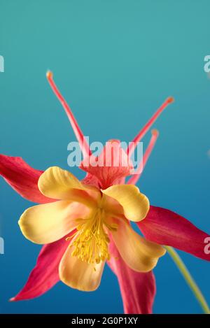 Bellissima aquilegia glandulosa su sfondo scuro. Carta da parati floreale con aquilegia. Foto Stock