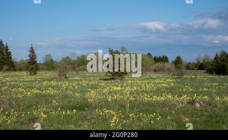 Fiori di cowslip che crescono su un prato durante la primavera. Foto Stock