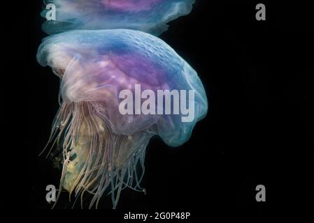 Blue Jellyfish (cianea lamarkii) nuotare sott'acqua Foto Stock