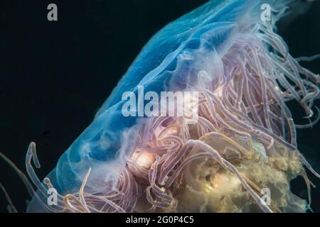 Blue Jellyfish (cianea lamarkii) nuotare sott'acqua Foto Stock