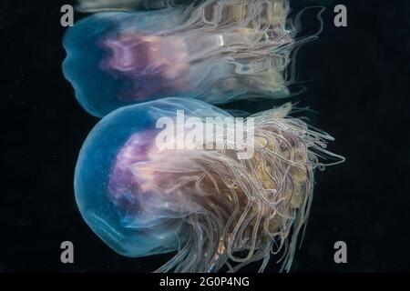 Blue Jellyfish (cianea lamarkii) nuotare sott'acqua Foto Stock