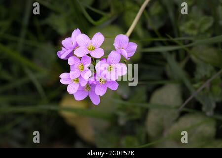 Primo piano dei fiori rosa della Cardamine pratensis o milkmaids in primavera Foto Stock