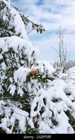 Un paesaggio innevato in germania. WIntertale. Wintermärchen in der Eifel. Foto Stock