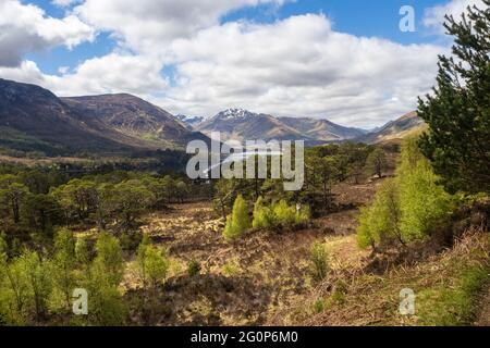 Camminare sul circuito Glen Affric. Con il consenso comune, Glen Affric è il più bello di tutte le valli scozzesi. Offre una favolosa varietà di paesaggi e io Foto Stock