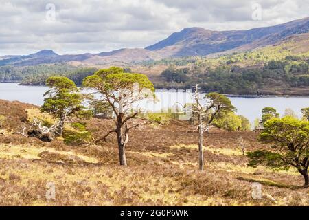 Camminare sul circuito Glen Affric. Con il consenso comune, Glen Affric è il più bello di tutte le valli scozzesi. Offre una favolosa varietà di paesaggi e io Foto Stock