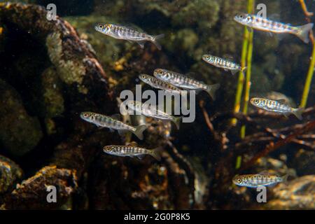 Coho salmone Smolts nuotare nelle rive del fiume Gold nella costa nord-occidentale dell'isola di Vancouver. Foto Stock