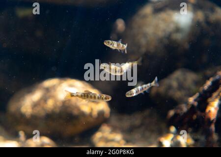 Salmone giovanile Coho sulle rive di un fiume nel Pacifico nord-occidentale. Foto Stock