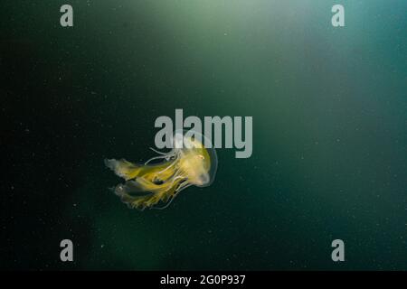 Pesce gatto del leone nelle acque verdi dell'oceano Pacifico. Foto Stock