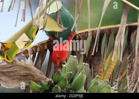 Maschio Australian King Parrot nutrire su Banana Foto Stock