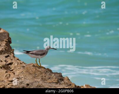 Tattler dalla coda grigia, Tringa brevipes, su uno sperone roccioso a Kimberly Coast Western Australia Foto Stock