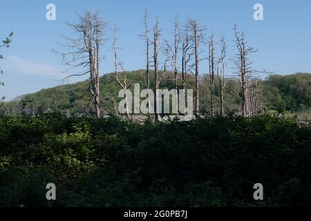 Alberi morti su CWM Ivy Marsh, il Gower, Galles, Regno Unito Foto Stock