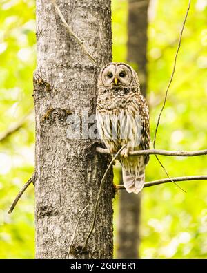 Un gufo mature arrossato su un albero boscoso mentre il rapitore sorprende il suo territorio con un giallo luminoso e verde baldacchino di foglie come sfondo Foto Stock